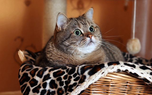 Cat basket blanket ball furry free wallpaper for desktop - medium preview image