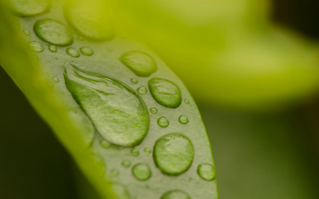 Green leaf water drops macro #16 free wallpaper for desktop - medium preview image