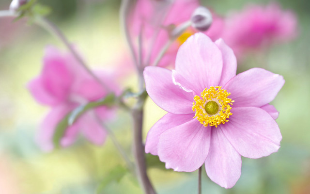 Pink flower yellow center garden free wallpaper for desktop - medium preview image