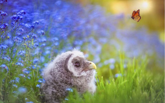Small bird blue flowers butterflies free wallpaper for desktop - medium preview image