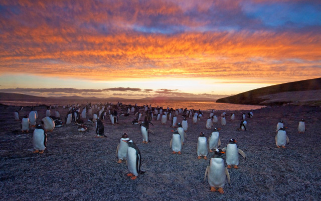 Penguins sunset field pink sky free wallpaper for desktop - medium preview image