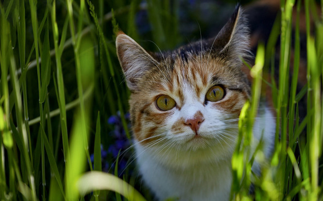Cat grass flowers blurry background free wallpaper for desktop - medium preview image