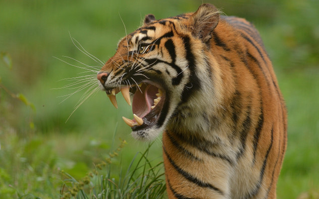 Tiger open mouth sharp claws free wallpaper for desktop - medium preview image