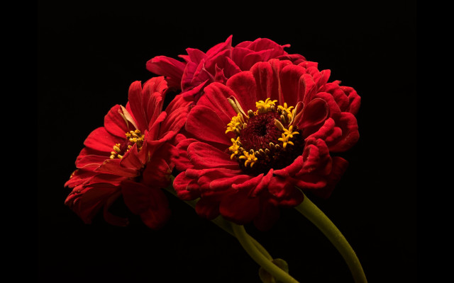 Red flower vase black background #2 free wallpaper for desktop - medium preview image