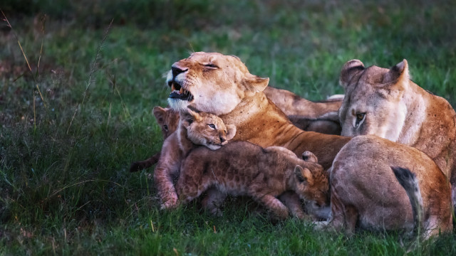 Lions playing in grass day free wallpaper for desktop - medium preview image