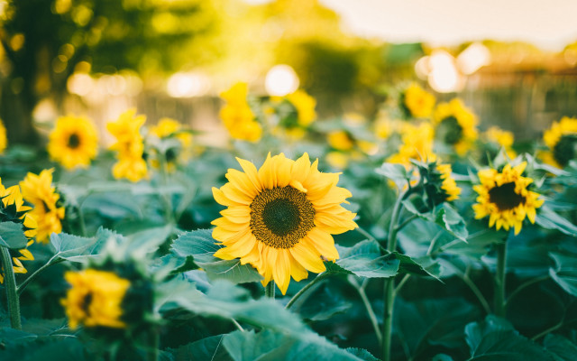 Sunflower field sunny day blurry free wallpaper for desktop - medium preview image