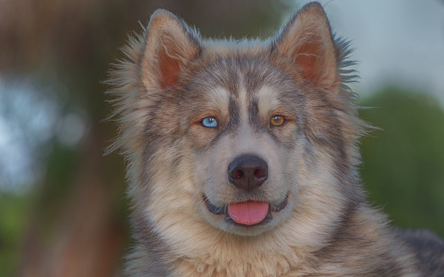 Dog blue eyes brown fur free wallpaper for desktop - medium preview image