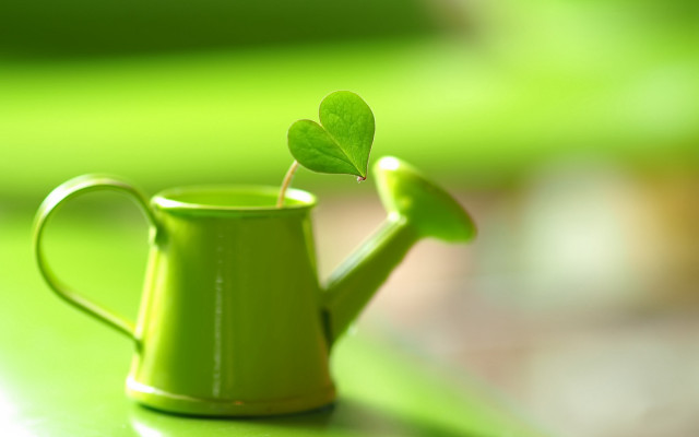 Green watering can plant table free wallpaper for desktop - medium preview image