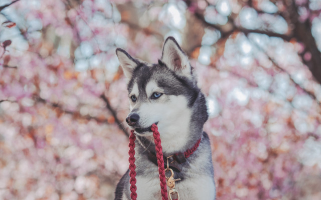 Husky red leash cherry blossoms free wallpaper for desktop - medium preview image