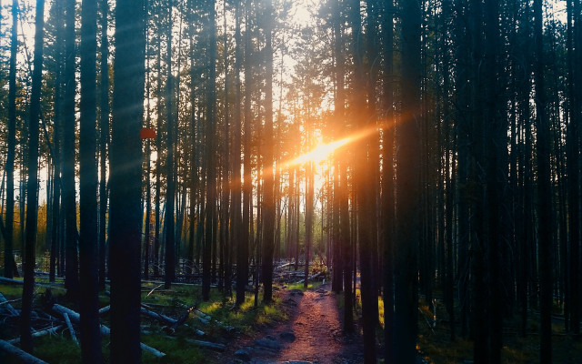 Woods path sunshine trees cityscape free wallpaper for desktop - medium preview image