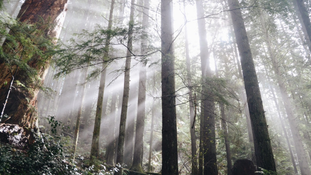 Forest sunbeams ruins longhair nature free wallpaper for desktop - medium preview image