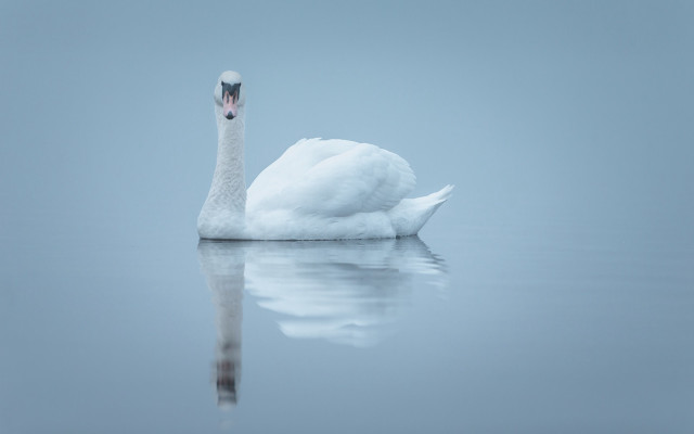 White swan reflection minimalism pale free wallpaper for desktop - medium preview image
