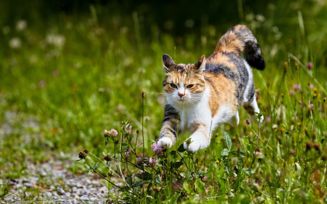 Cat running field flowers sun free wallpaper for desktop - medium preview image