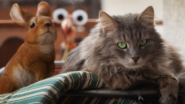 White cat shiba inu blurry free wallpaper for desktop - medium preview image