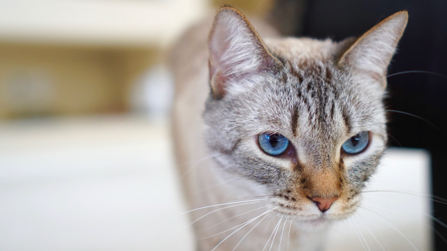 Blue eyes cat closeup blur free wallpaper for desktop - medium preview image