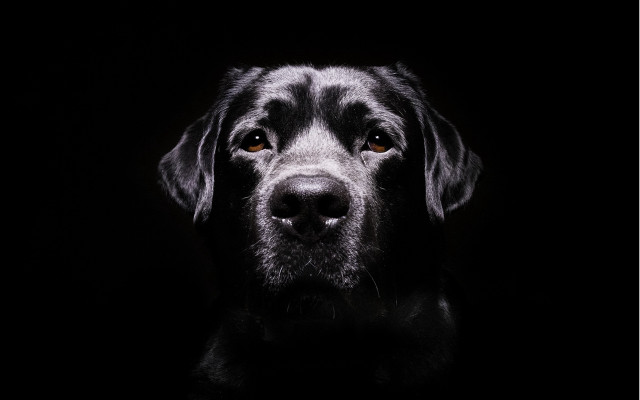 Black dog sad face chiaroscuro free wallpaper for desktop - medium preview image