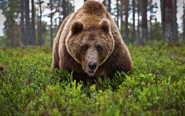 Brown bear walking lush green free wallpaper for desktop - medium preview image
