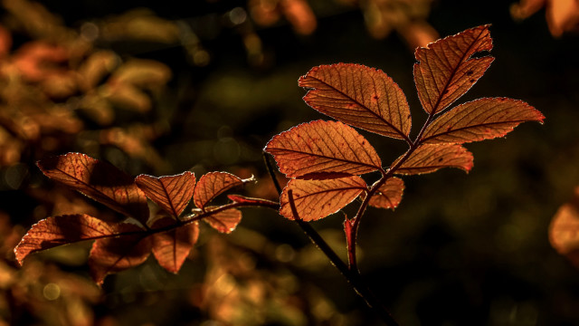 Branch leaves sunlight blur background free wallpaper for desktop - medium preview image