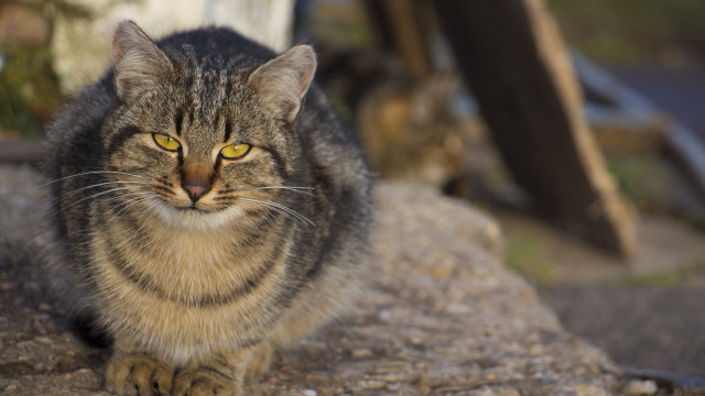Cat rock blurry background bokeh free wallpaper for desktop - medium preview image