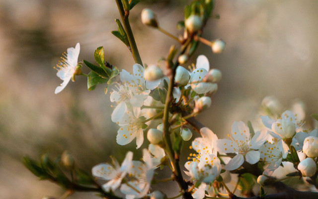 White flowers green leaves sunlight free wallpaper for desktop - medium preview image