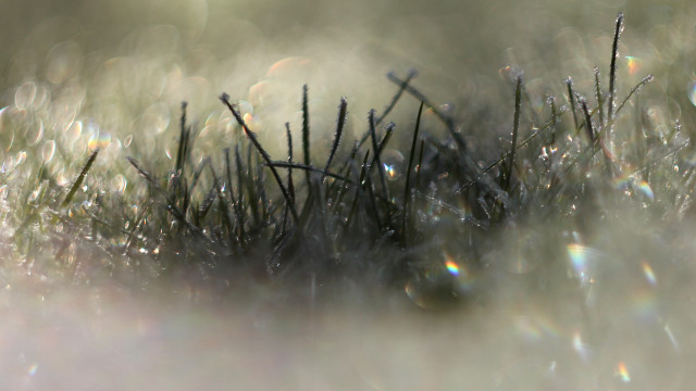Grass water droplets macro lens free wallpaper for desktop - medium preview image
