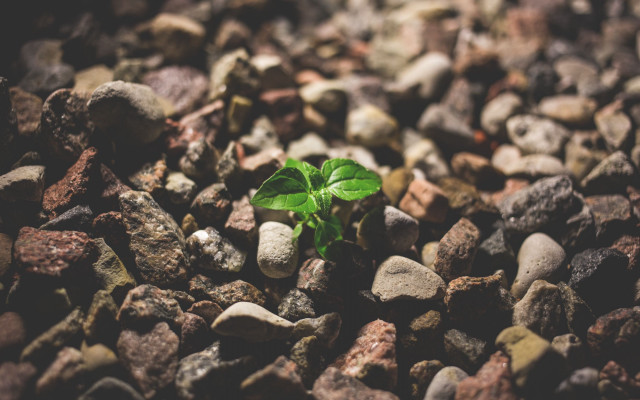 Small green plant rocks gravel free wallpaper for desktop - medium preview image