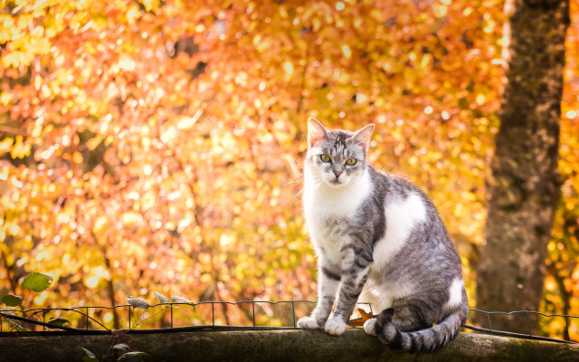 Cat fence autumn leaves blurry free wallpaper for desktop - medium preview image