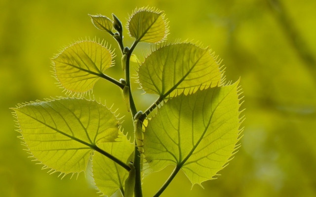 Leaf closeup macro green nature free wallpaper for desktop - medium preview image