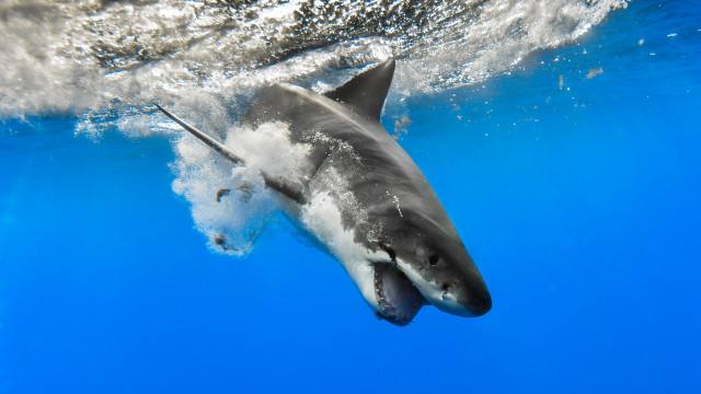 Shark underwater ocean blue fin free wallpaper for desktop - medium preview image