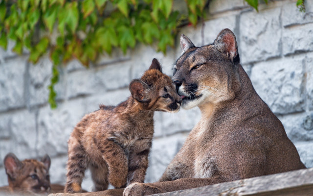 Small cats on wall with free wallpaper for desktop - medium preview image