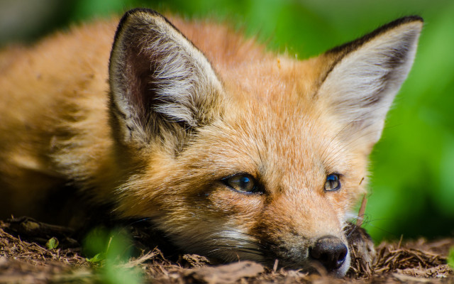 Small fox sad look grass free wallpaper for desktop - medium preview image