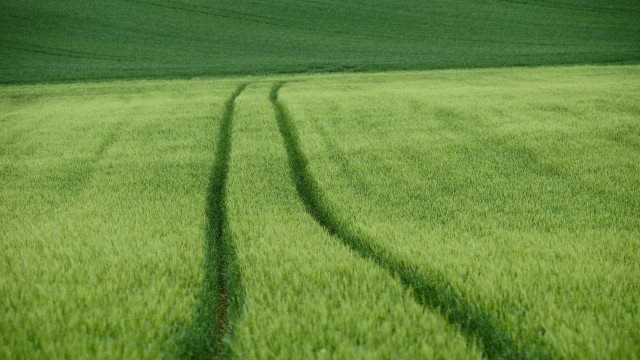 Green field tracks lone tree free wallpaper for desktop - medium preview image