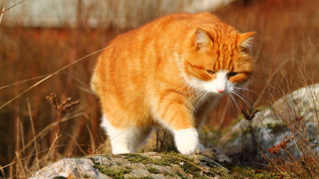 Cat rock field grass blurry free wallpaper for desktop - medium preview image