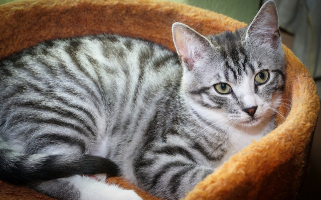 Curious cat in bed realistic free wallpaper for desktop - medium preview image