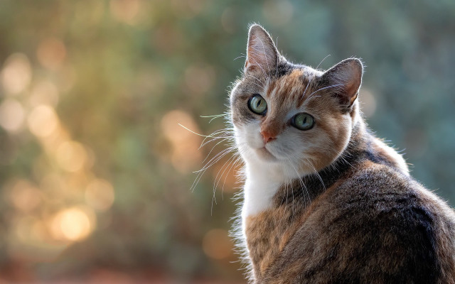Cat table portrait bokeh animal free wallpaper for desktop - medium preview image