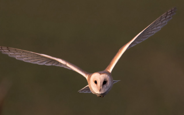 Barn owl flying blurry background free wallpaper for desktop - medium preview image