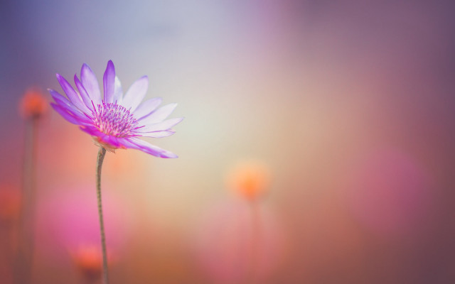 Purple flower blurry background macro #3 free wallpaper for desktop - medium preview image