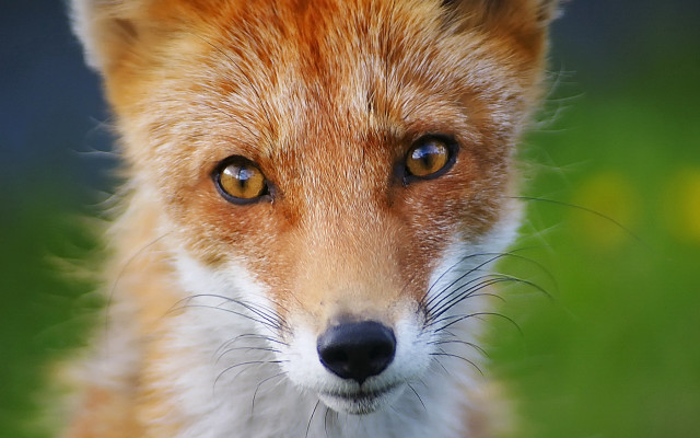 Fox face closeup furry art free wallpaper for desktop - medium preview image