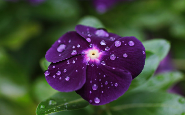 Purple flower water droplets green #5 free wallpaper for desktop - medium preview image