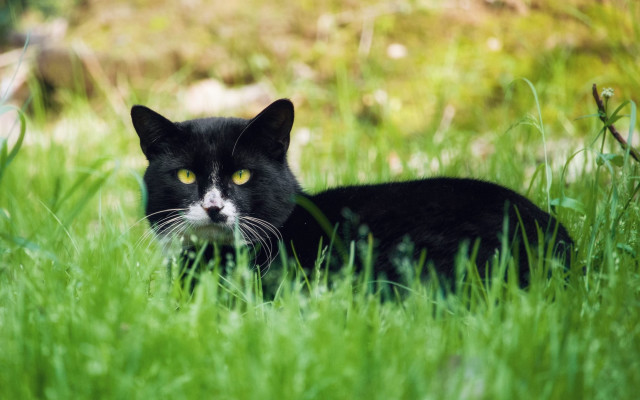 Black cat grass yellow eye free wallpaper for desktop - medium preview image