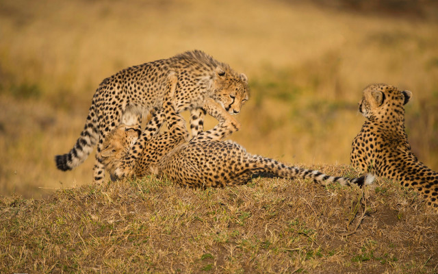 Cheetah cubs playing grass wild free wallpaper for desktop - medium preview image