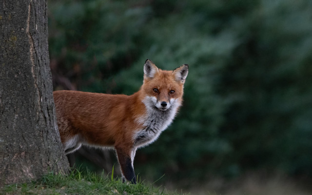 Red fox tree forest grass free wallpaper for desktop - medium preview image