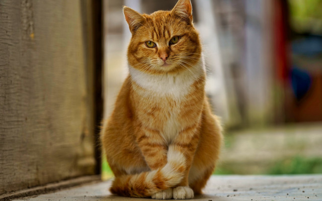 Sad orange cat carlos shiba free wallpaper for desktop - medium preview image