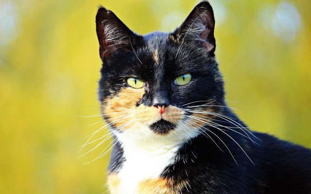 Black orange white cat green free wallpaper for desktop - medium preview image