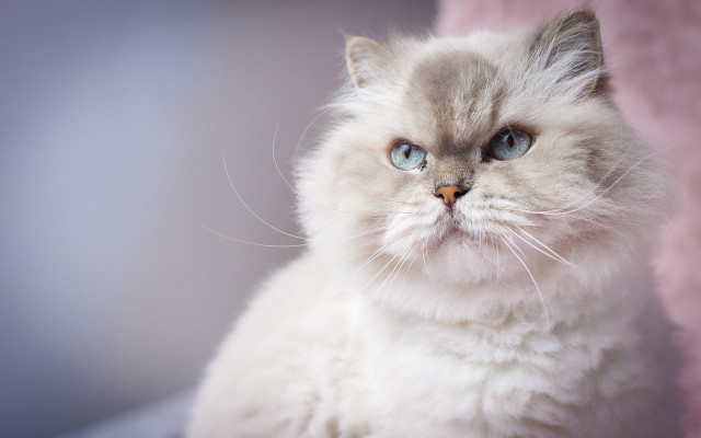 White cat blue eyes pink free wallpaper for desktop - medium preview image