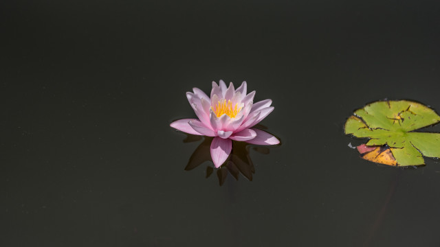 Pink water lily lake leaf free wallpaper for desktop - medium preview image