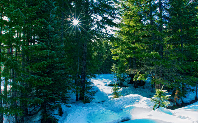 Snow covered path woods bright free wallpaper for desktop - medium preview image