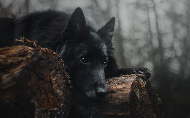 Black dog log woods sad free wallpaper for desktop - medium preview image