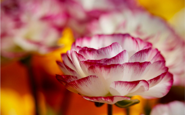 Flower petals yellow background macro free wallpaper for desktop - medium preview image