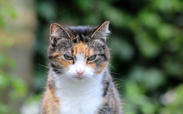 Cat white orange face green free wallpaper for desktop - medium preview image